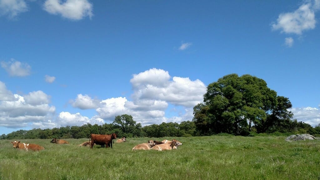 Wakamatsu Events American River Conservancy